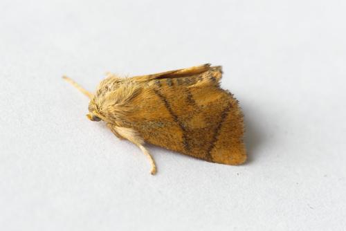 Réf. 207 562 : Apoda limacodes